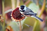 Chickadee On A Dead Sunflower_28272